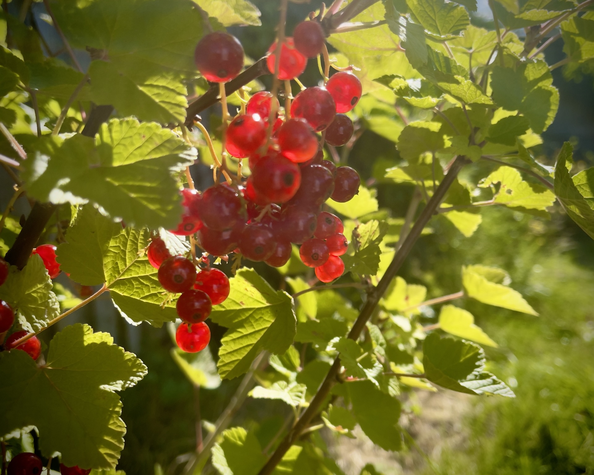 some out of focus red berries from the back garden